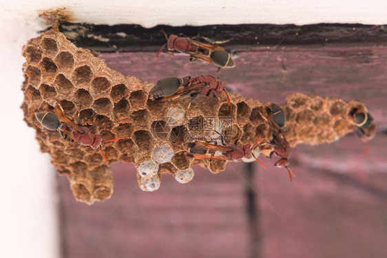 屋顶墙上的黄蜂巢图片
