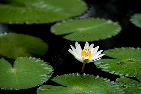 池塘中的白水百花图片