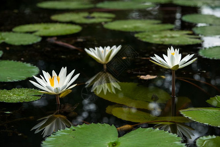 池塘中的白水百花图片