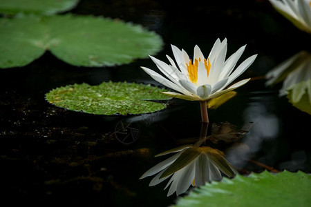 池塘中的白水百花图片