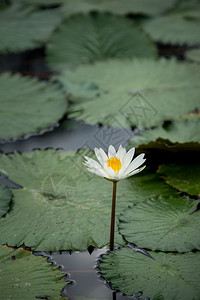 池塘中的白水百花图片