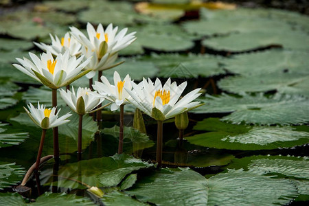 池塘中的白水百花背景图片