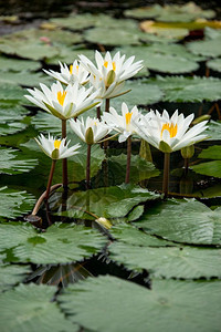 池塘中的白水百花图片