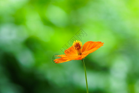 绿色花园背景的黄宇宙花朵图片