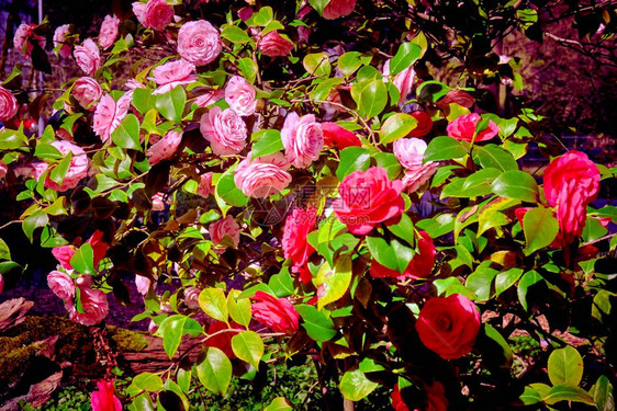 玫瑰花爬上树图片