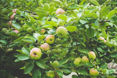 苹果树枝上提取苹果图片