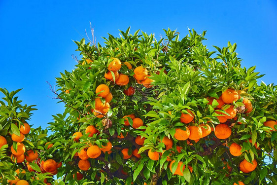 树柑橘子图片