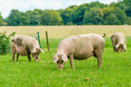 猪在农场吃绿地图片