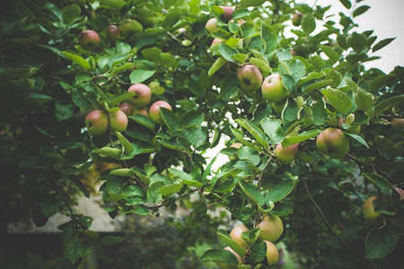 苹果树枝上提取苹果图片