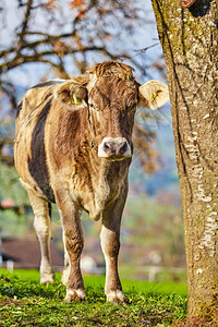树旁的牛高清摄像图片