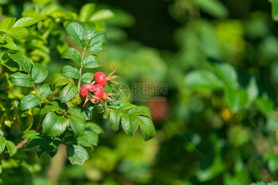 果子花自然界的野生玫瑰花美丽的背景图片