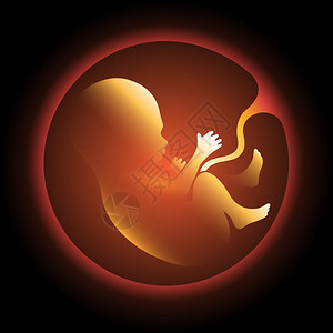人类胎儿在子宫里的矢量设计模板图片