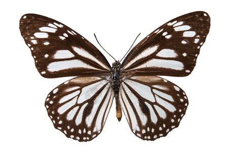 白色上隔离的棕蝴蝶图片