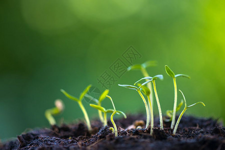 种子生长以种子为生的绿芽背景