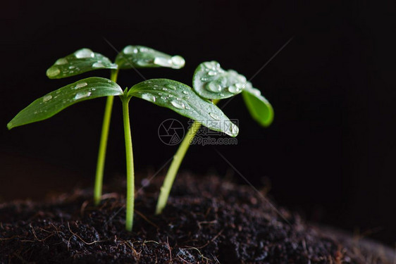 黑色背景的绿芽种子图片