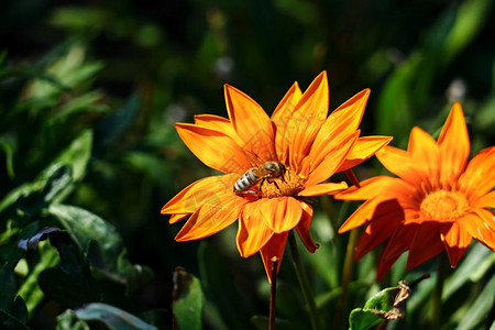 大蜜蜂收集花朵和授粉植物图片