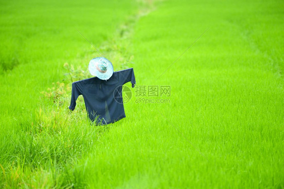 稻田里的草人图片