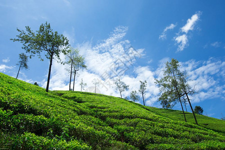 茶叶种植园自然背景图片