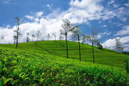 茶叶种植园自然背景图片