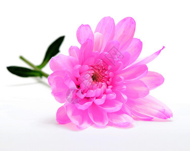 白上粉红菊花图片