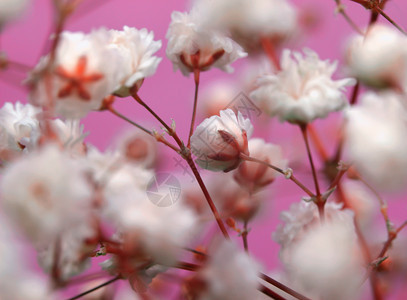 粉红色背景的白花柔软焦点图片