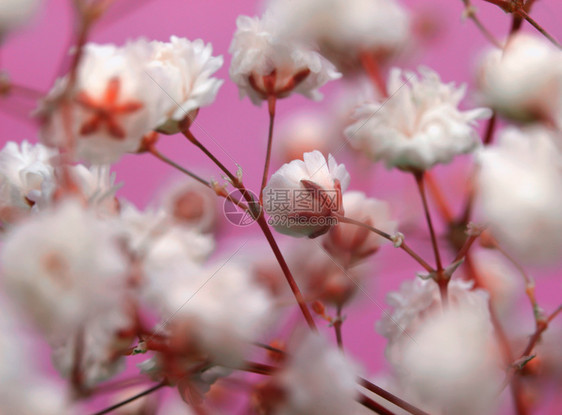 粉红色背景的白花柔软焦点图片