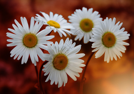 天然白甘菊花束图片