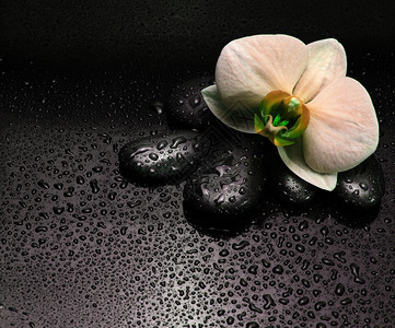 黑宝石和兰花朵上有滴落图片