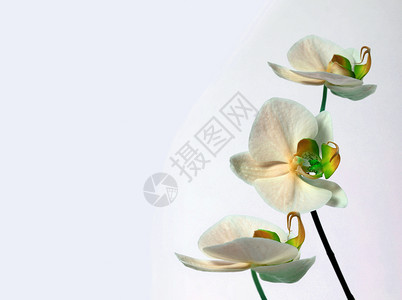 白背景的兰花束图片