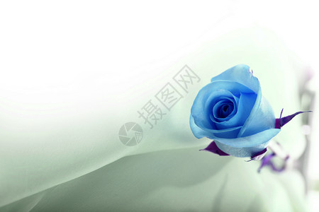 丝绸上的蓝玫瑰结婚卡图片
