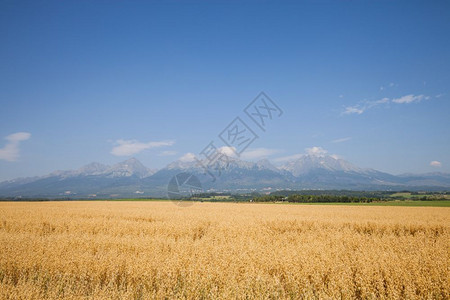 秋季农村景观小麦田和高山脉的背景图片