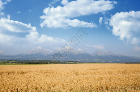 秋季农村景观小麦田和高山脉的背景图片