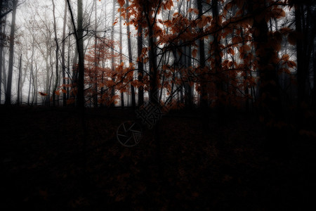在黑暗的森林中图片
