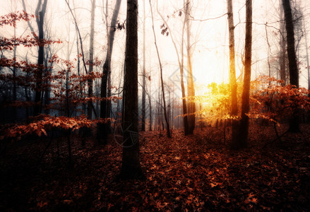 森林中的秋雾日出图片