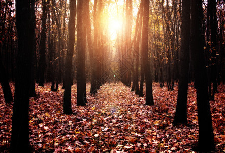 在公园的秋天阳光明媚图片
