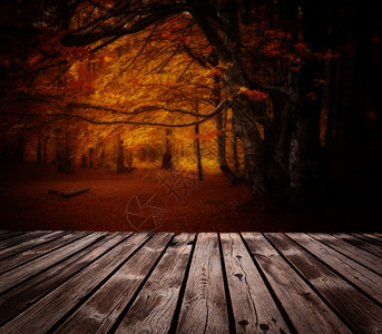 秋天黄红色森林和露天木板图片