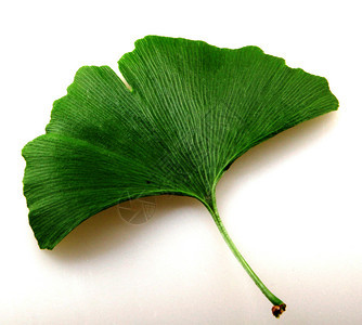 GinkgoBiloba白色背景的新鲜ginkgobiloba叶图片