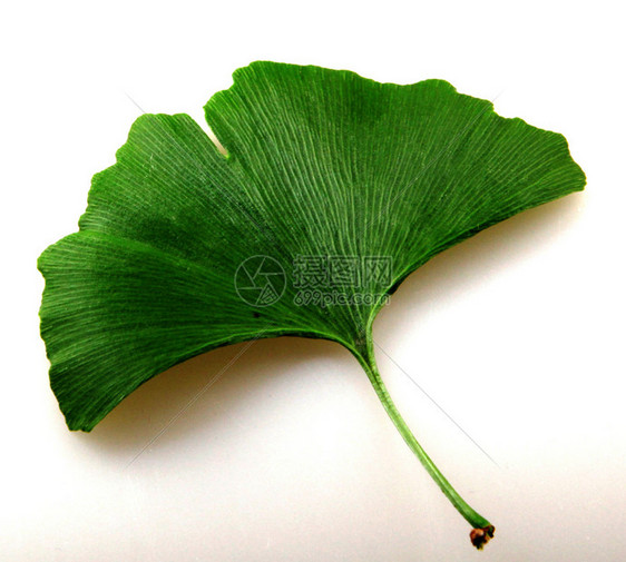 GinkgoBiloba白色背景的新鲜ginkgobiloba叶图片