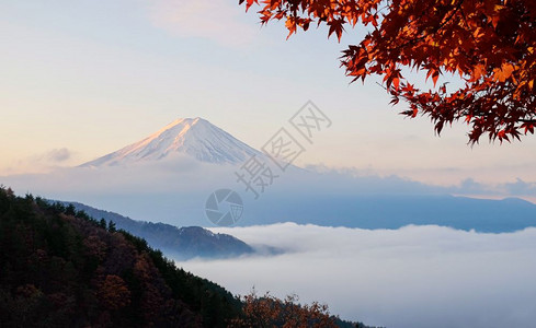 美丽的富士山秋天清晨满了雾和红的树叶图片