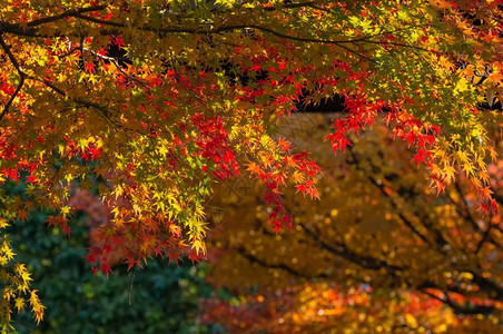 美丽的树有多彩秋叶图片