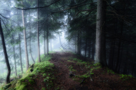 绿雾神秘的黑暗森林图片