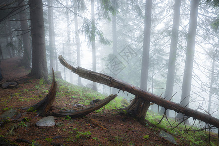 绿雾神秘森林图片