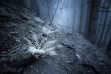 深雾神秘森林图片