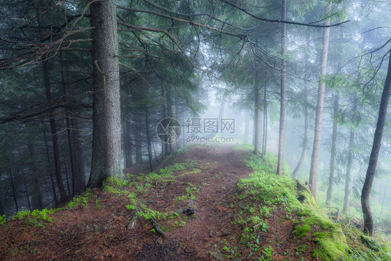 绿雾神秘森林图片