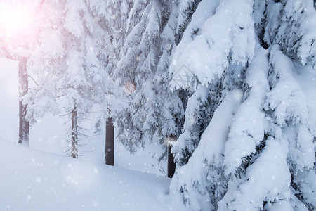 冬季山雪林图片