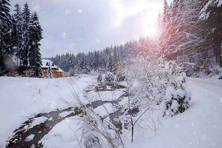 冬季雪林中的木小屋图片
