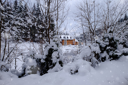 冬季雪林中的木小屋图片