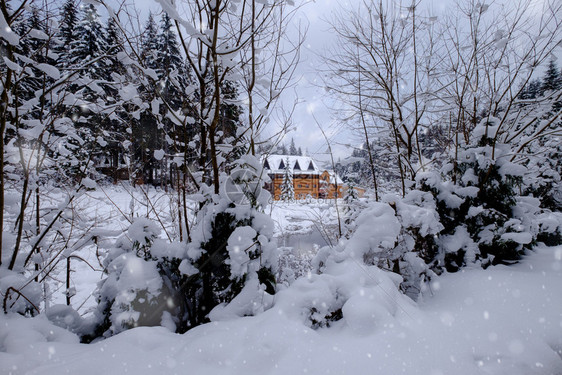 冬季雪林中的木小屋图片