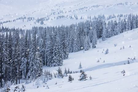 美丽的冬季高山雪图片