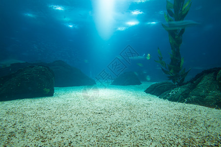 泼水绿草水族馆海洋绿草背景